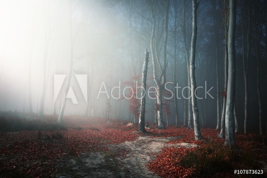 Picture of Light through the trees in foggy forest